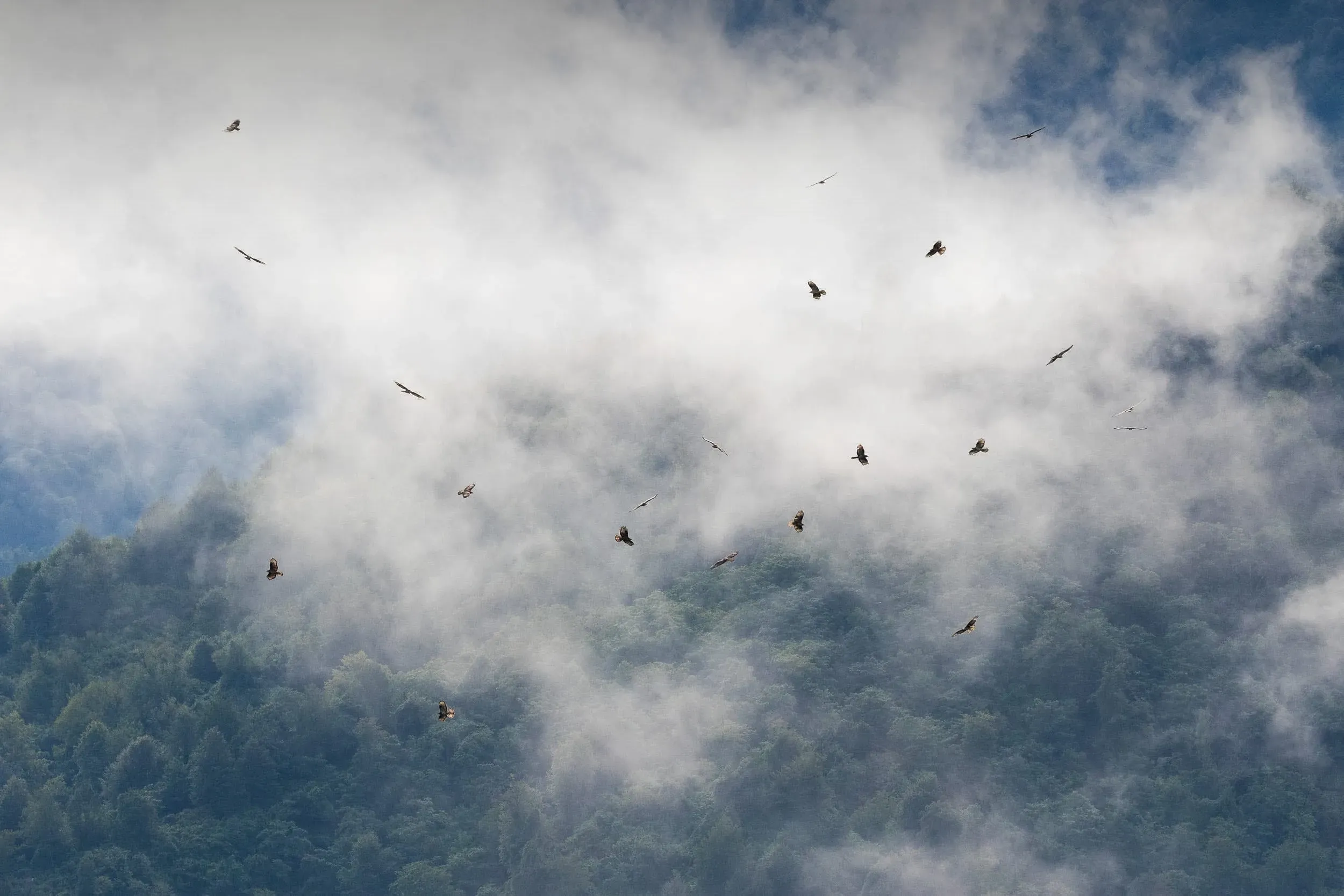 A kettle of Honey Buzzards migrating over the Batumi bottleneck at sunset