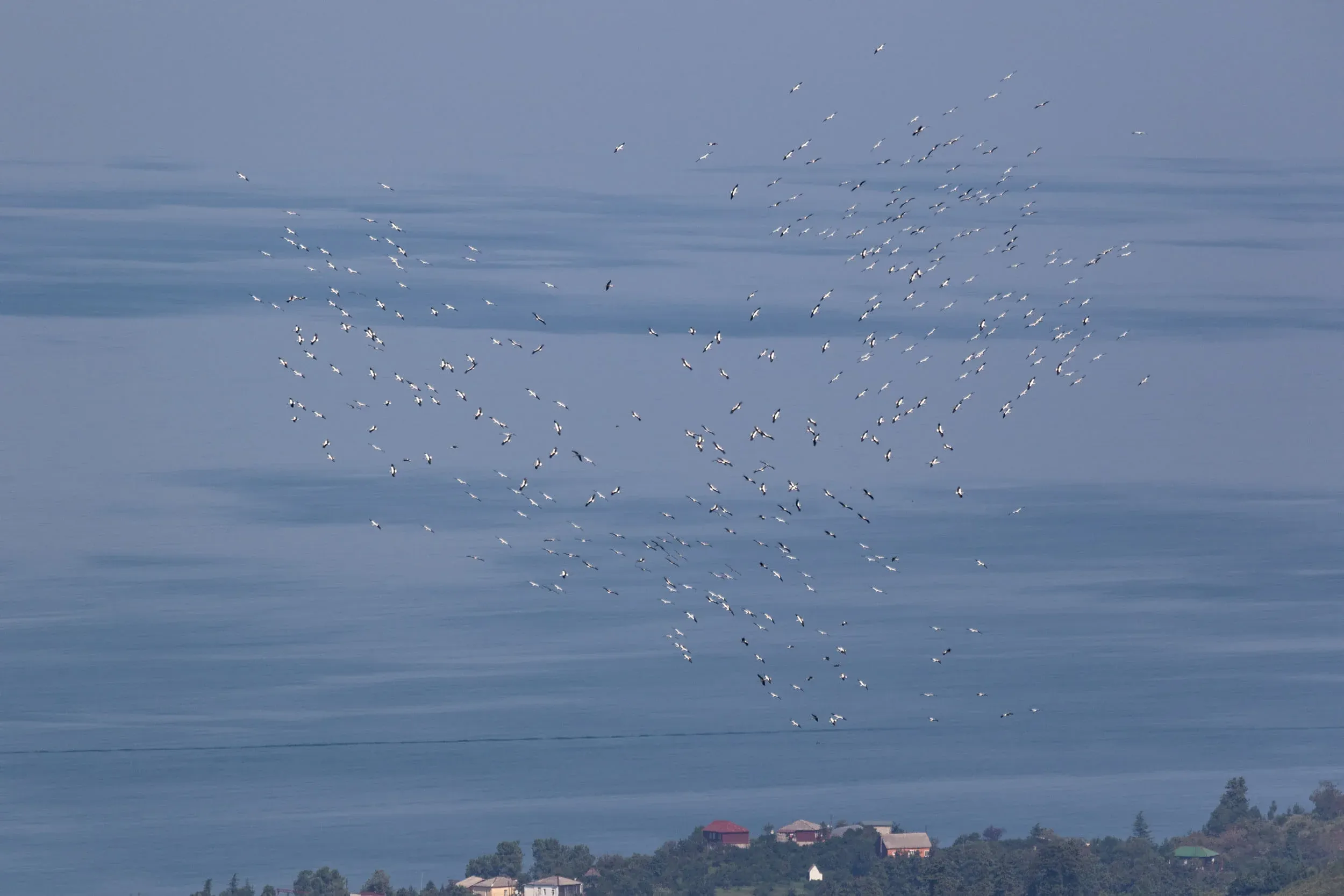 A large flock of White Storks