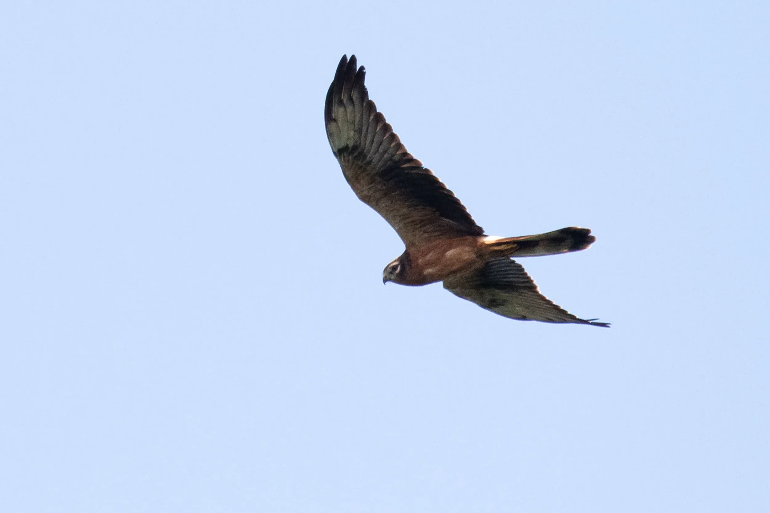 Juvenile Montagu's Harrier