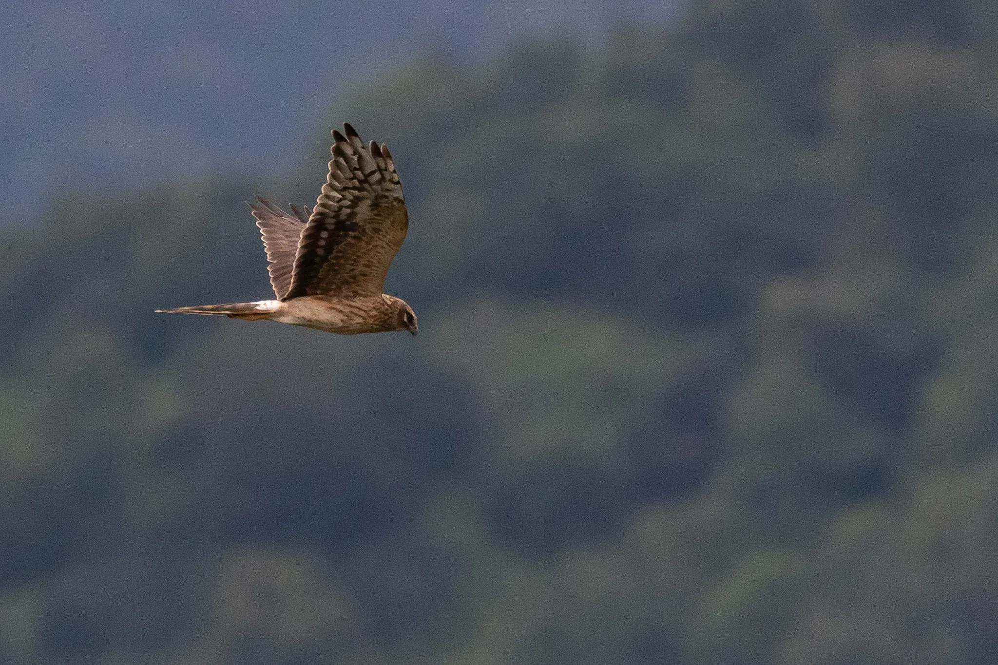 Adult female Pallid Harrier