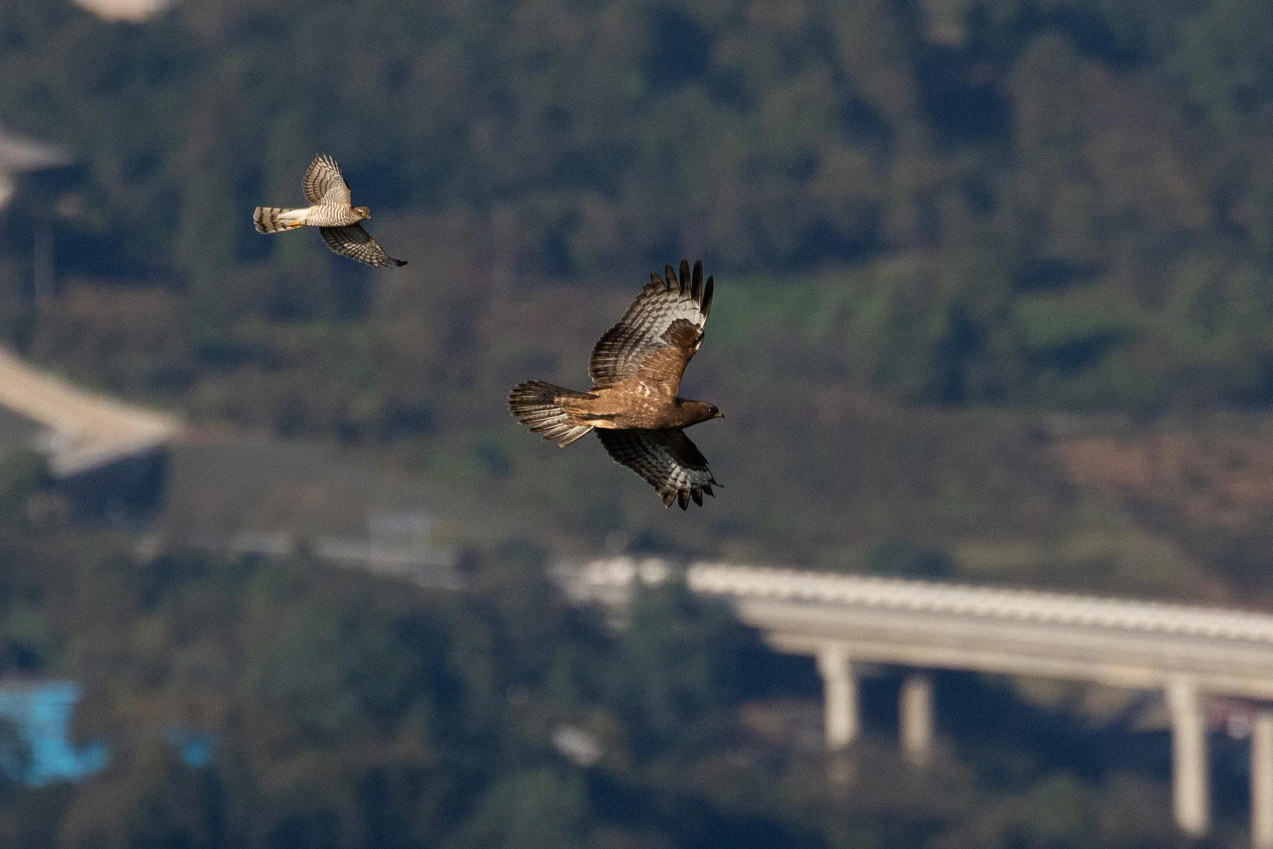 Sparrowhawk migration is still going strong and often results in bigger raptors being harassed when on migration, like this juvenile Honey Buzzard