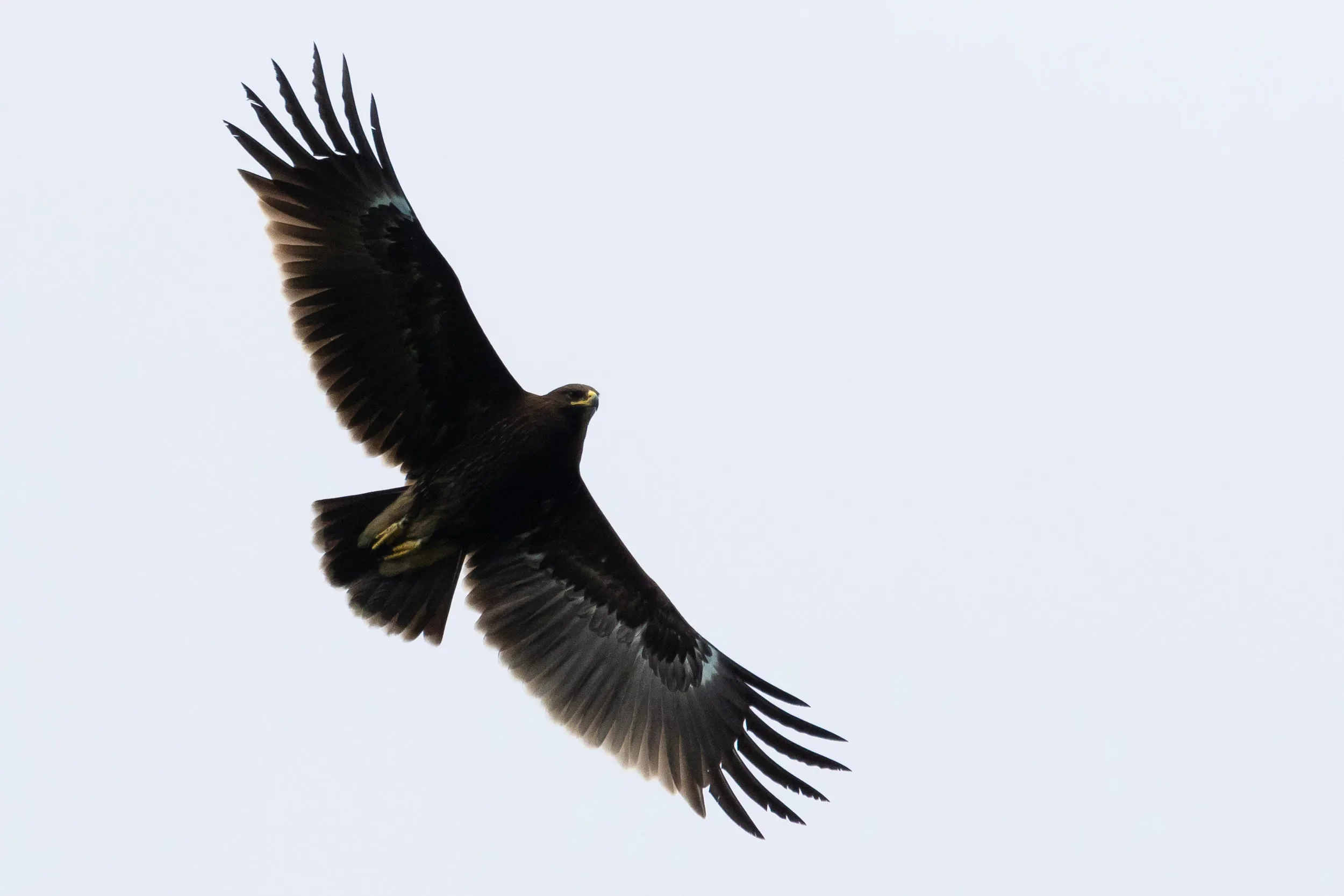 Juvenile Greater Spotted Eagle giving off quite a show to many — happy — counters and tourists