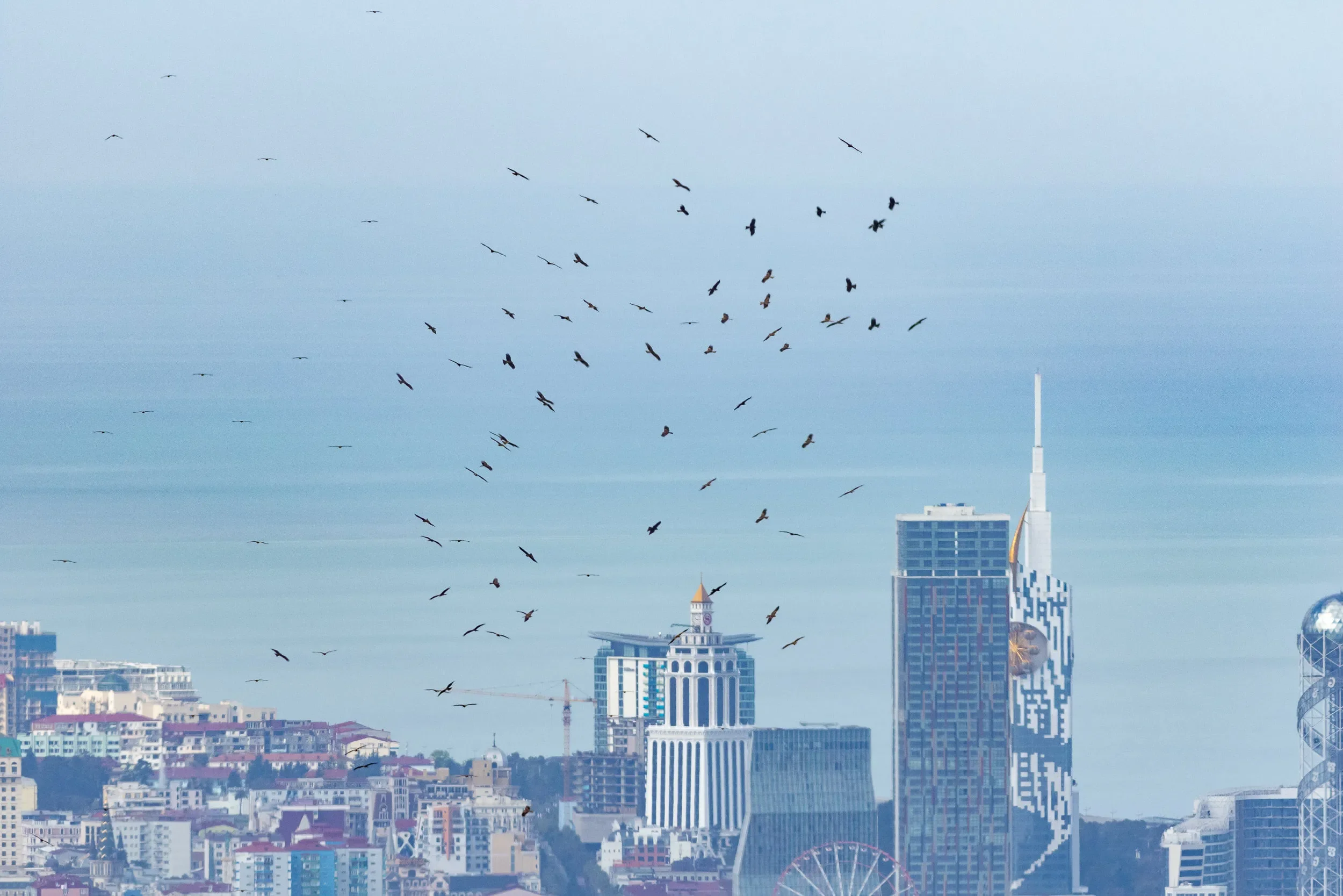 Black Kites in front of the Batumi skyline