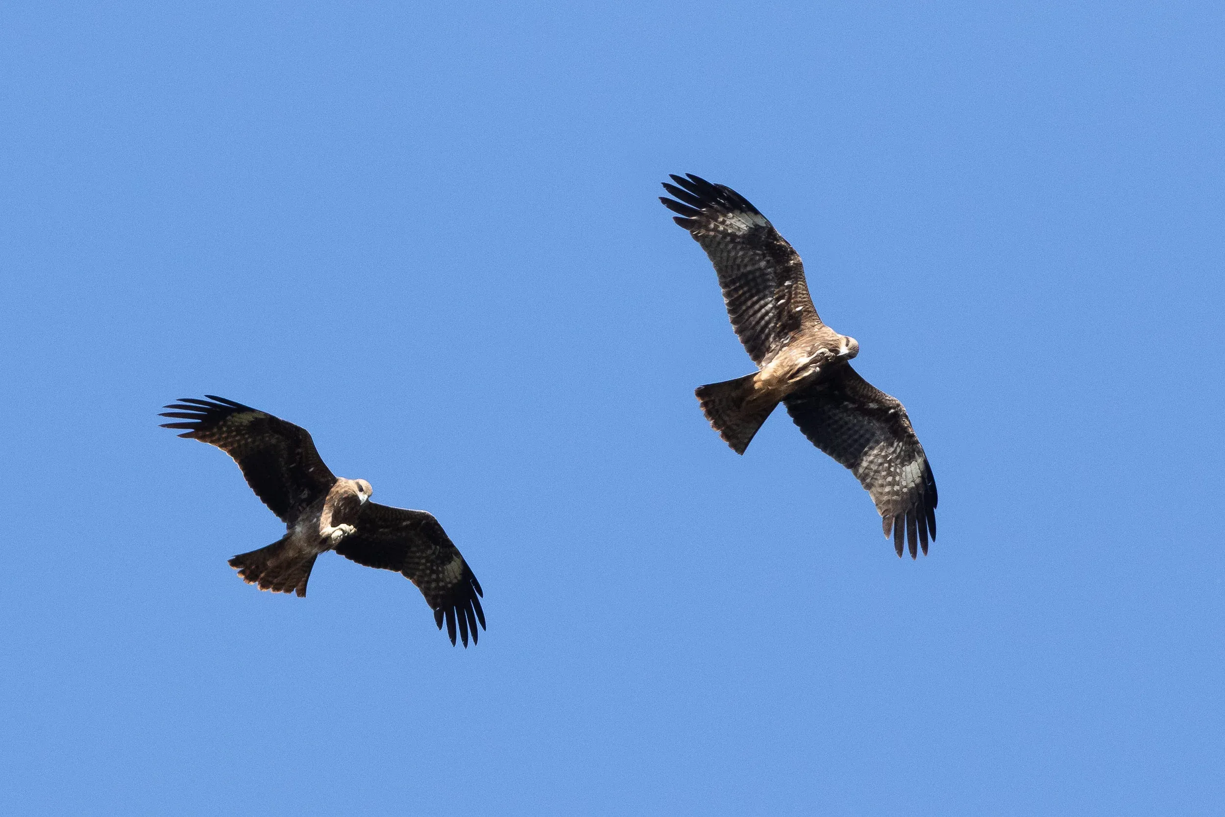 Photo compilation of a Black Kite catching small insects while mid-air and on migration