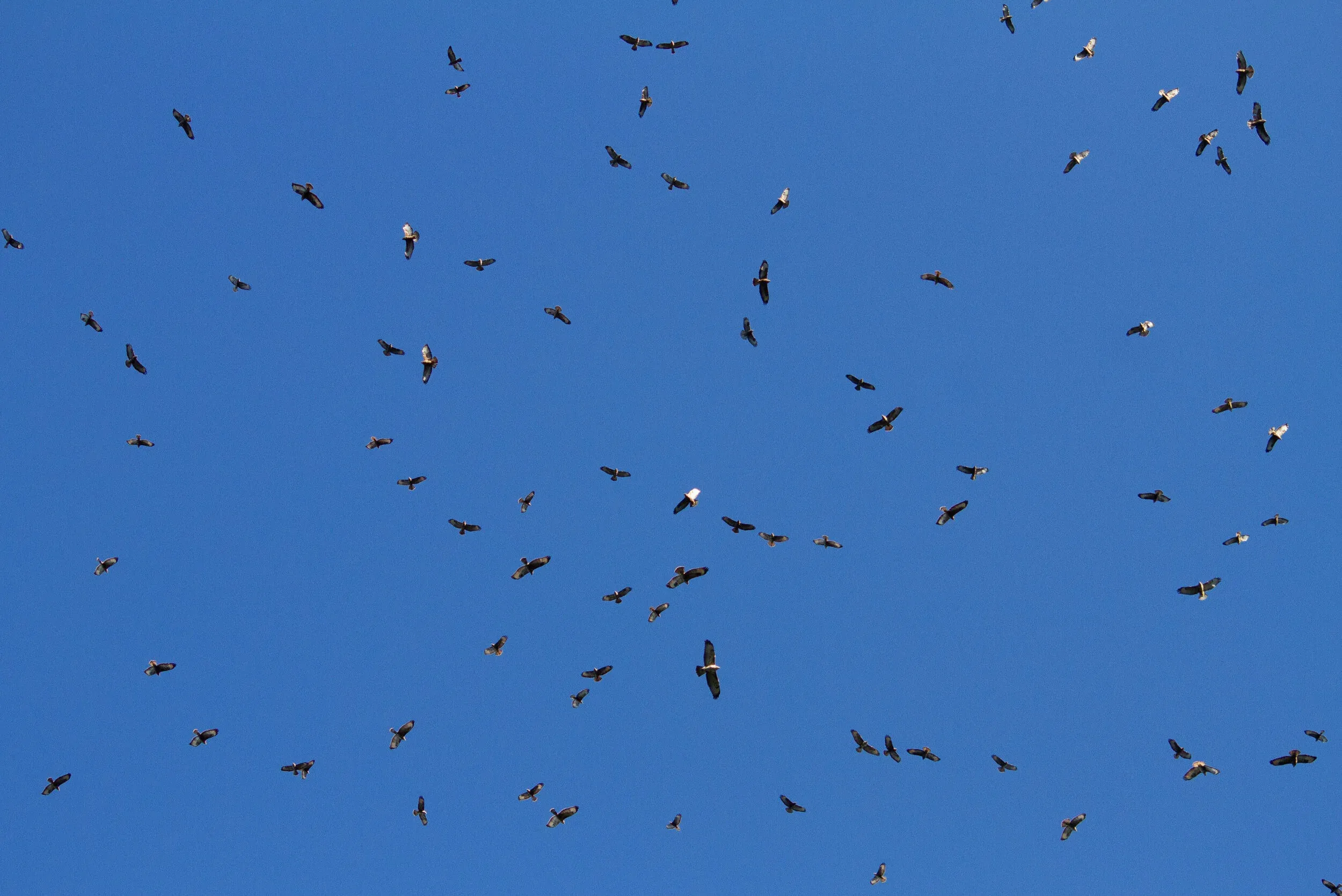 Steppe Buzzards making a mess of an otherwise pristine blue sky. Ugh
