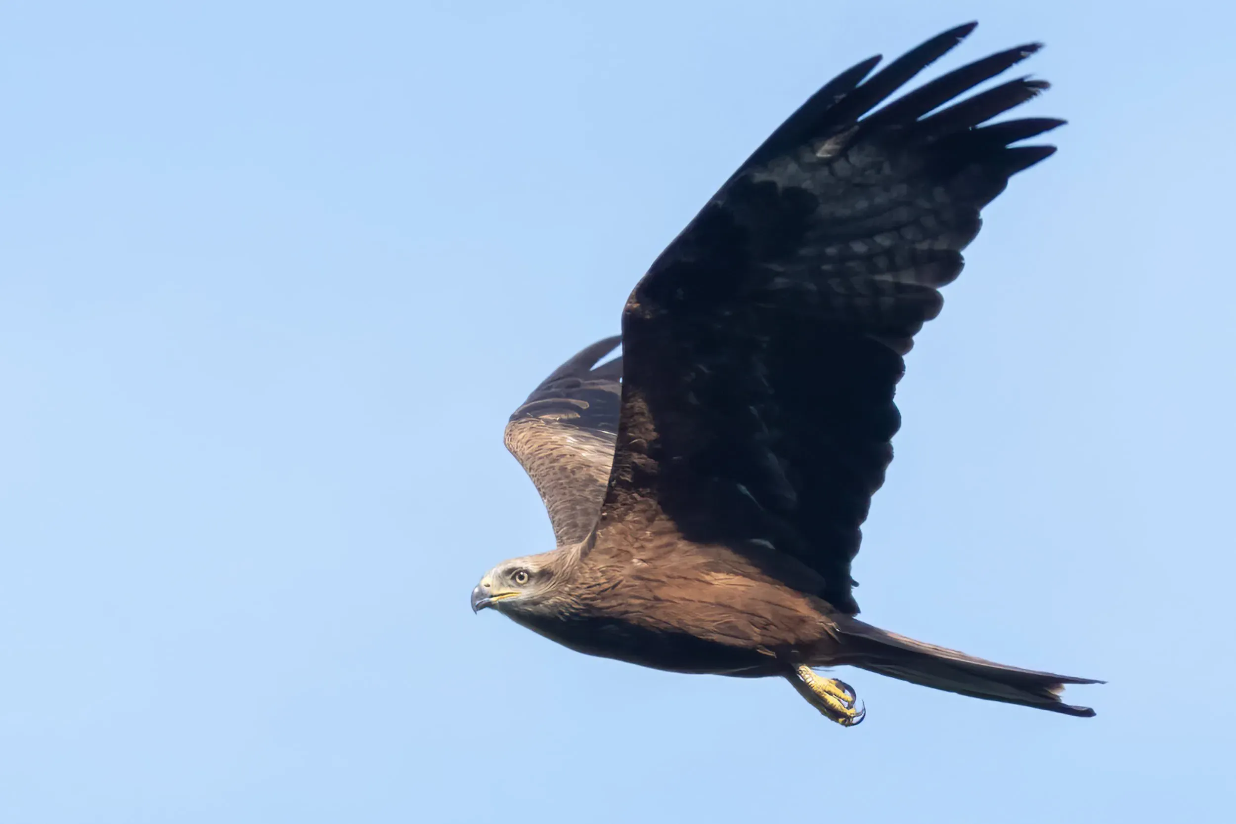 A Black Kite, the record-breaking species of the 2022 season, over the Batumi bottleneck