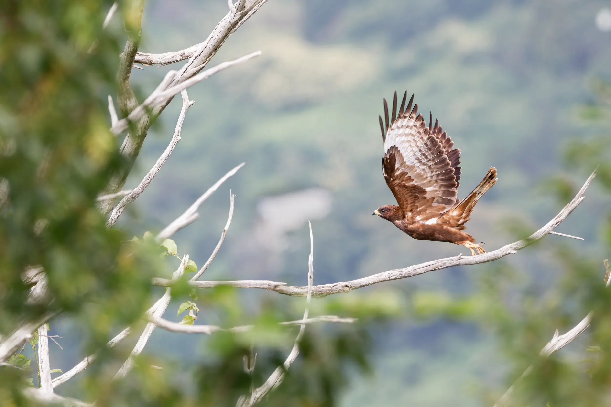 A juvenile Honey Buzzard departing after a quick rest in one of the dead trees around Station 2.
