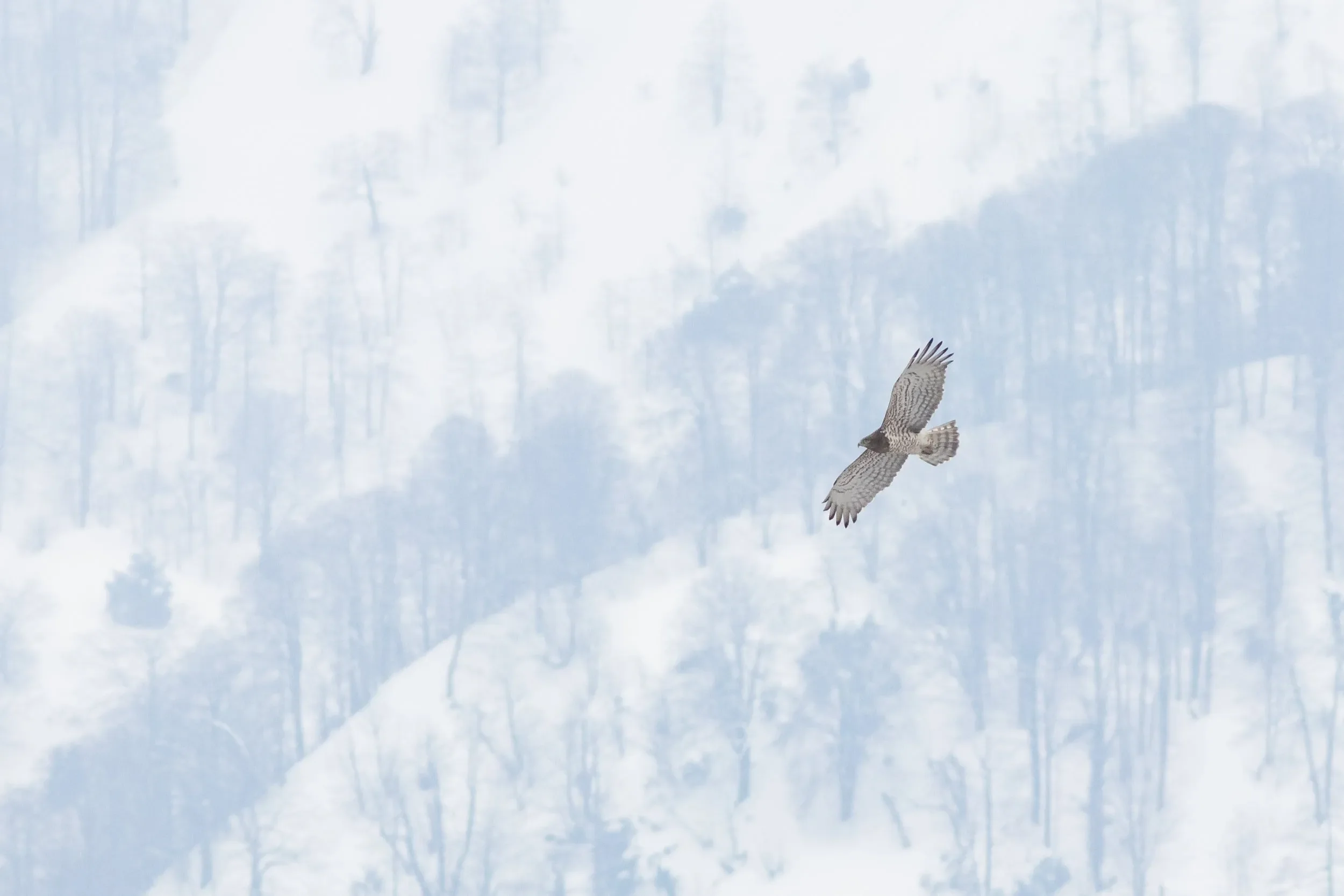 A Short-toed Eagle in front of snow-covered mountains at the start of the spring count