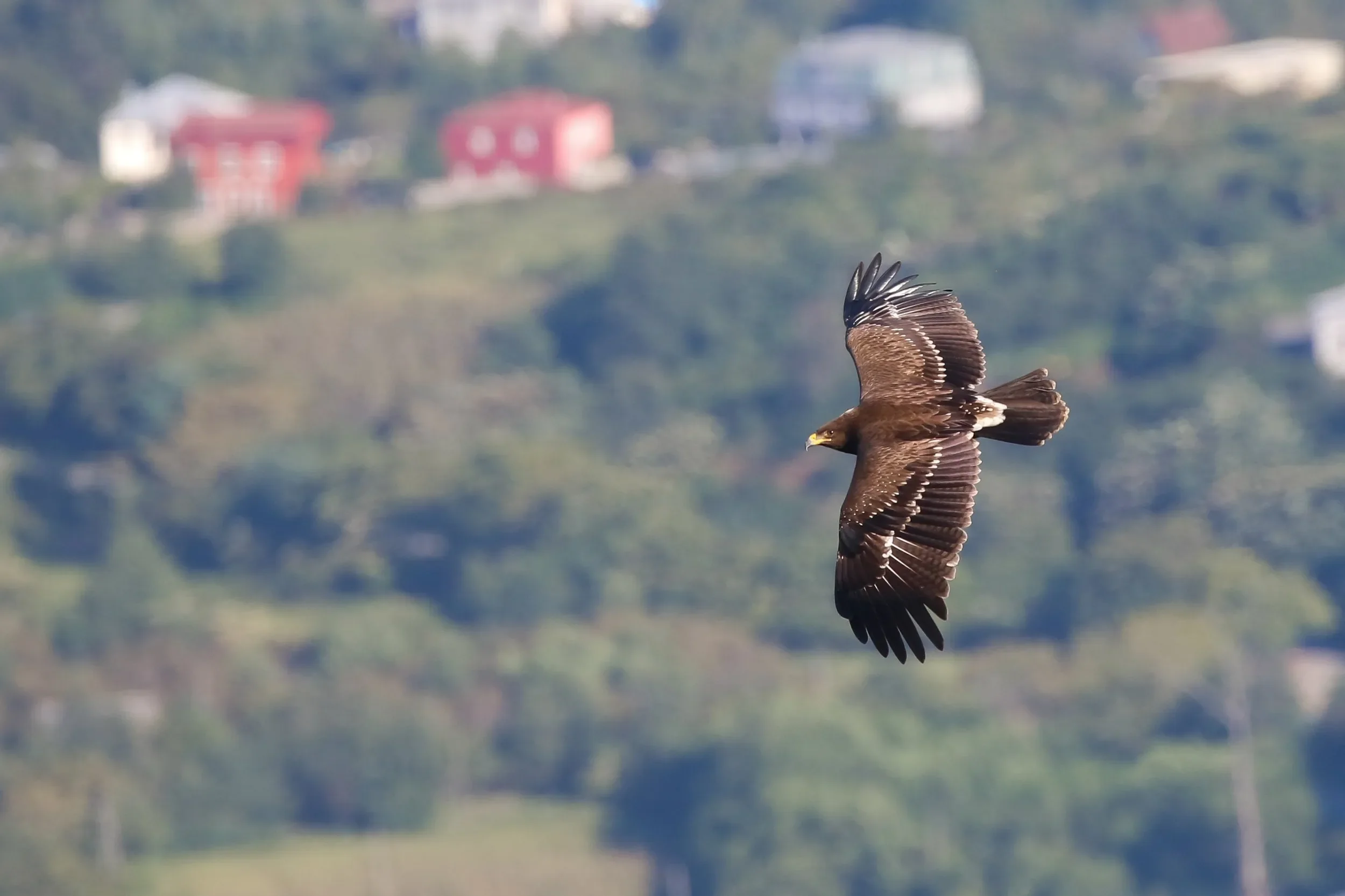 A crisp juvenile Lesser Spotted Eagle showing off.