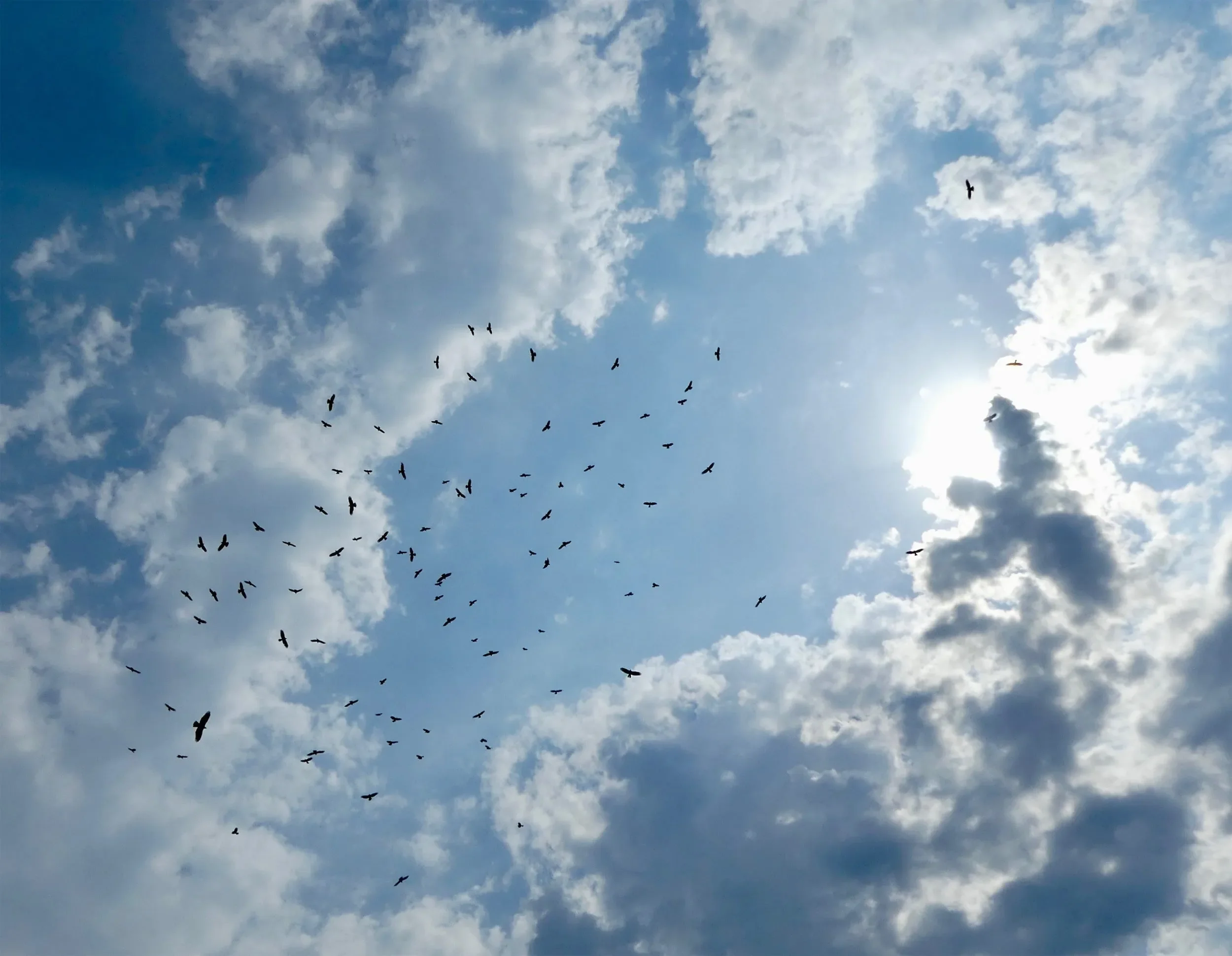 A dense flock of Honey Buzzards streaming over the Batumi bottleneck
