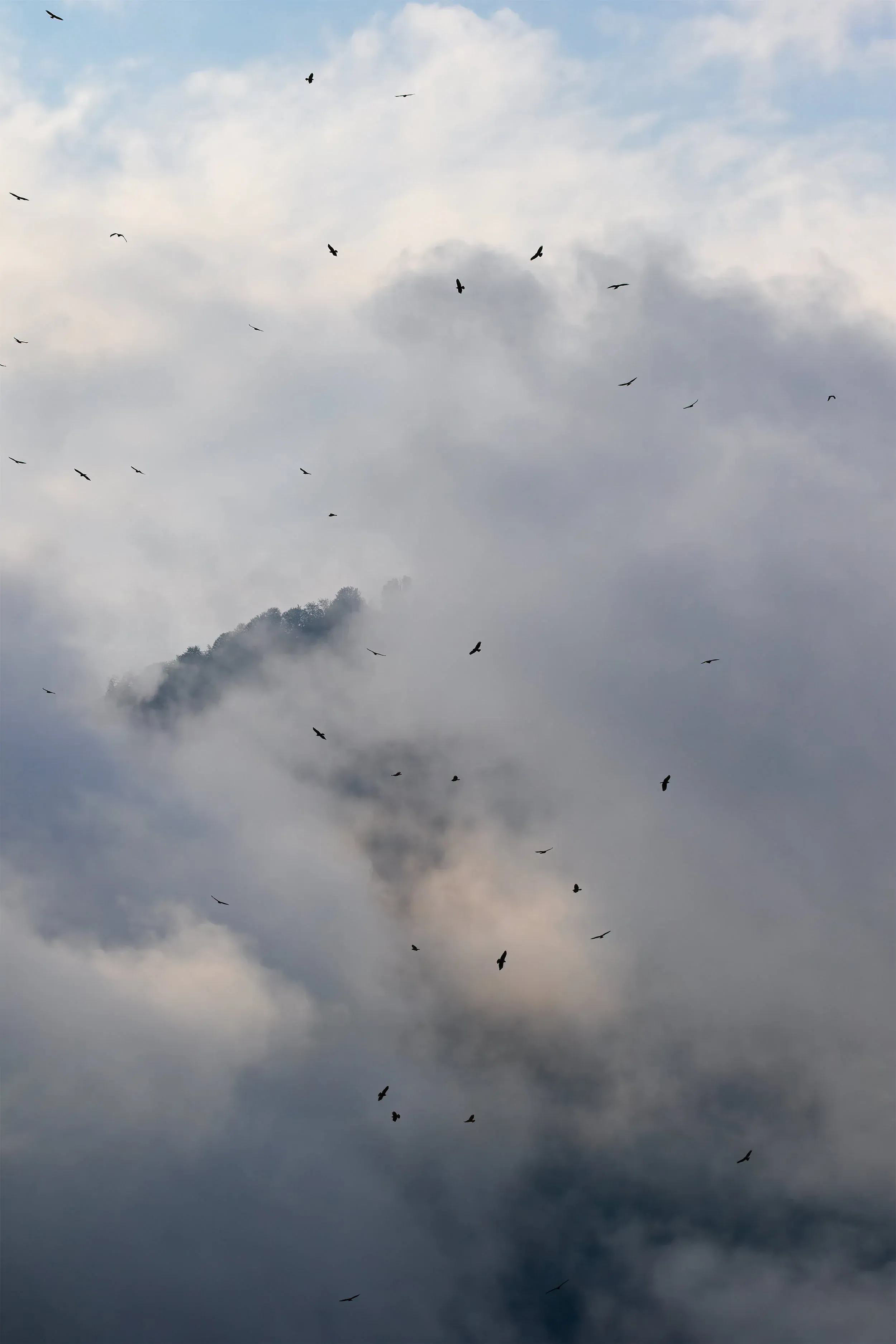 Steppe Buzzards streaming through the Batumi bottleneck
