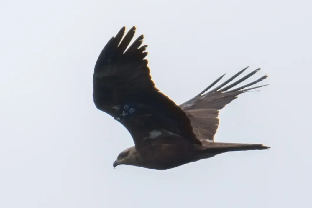 Black Kite (X99) with wingtags and transmitter