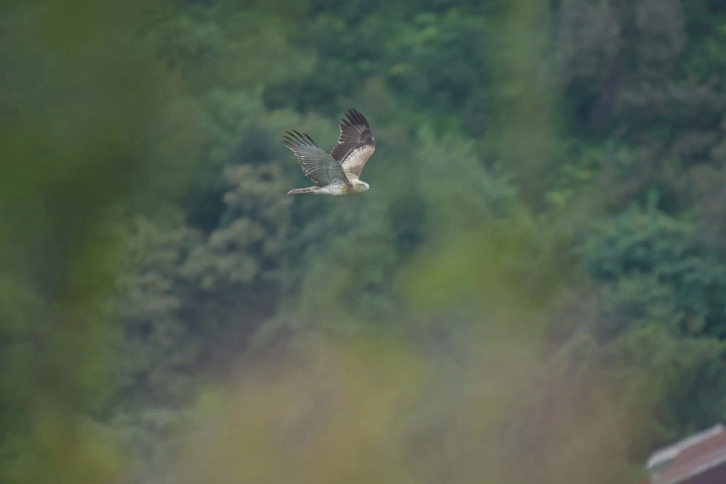 A juvenile Short-toed Snake Eagle in flight against a pale sky