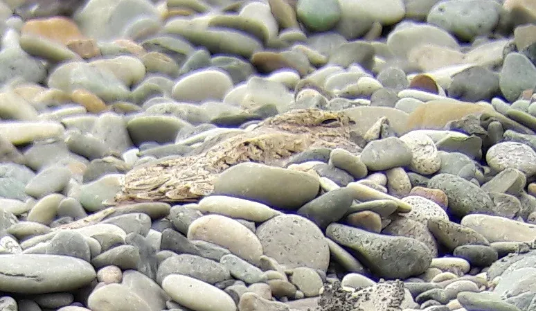 Picture of the Egyptian Nightjar on the coastal strip at Chorokhi Delta, Gonio, near Batumi 26/08/2017