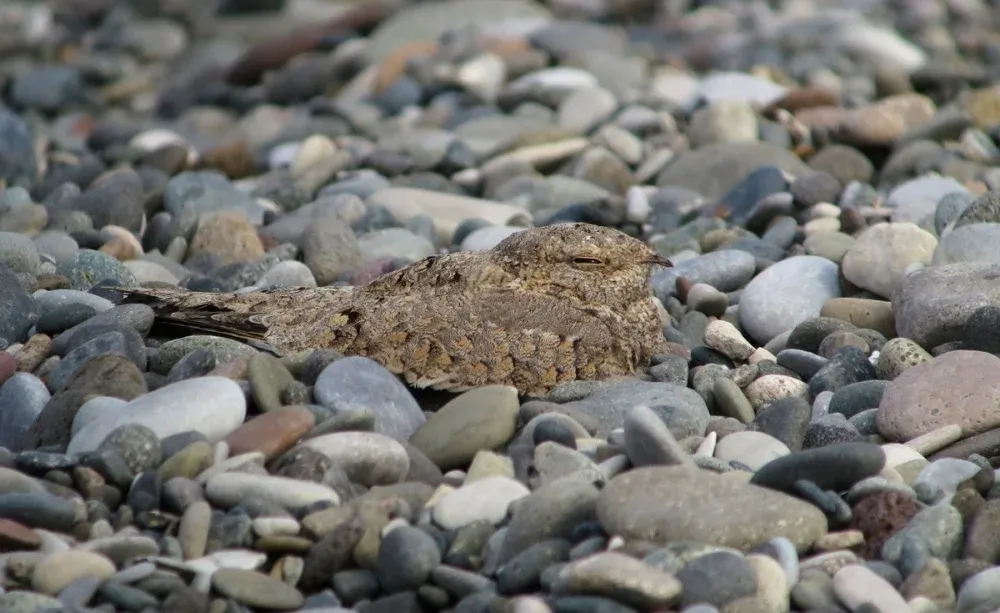 Picture of the Egyptian Nightjar, the next day, same place (Chorokhi Delta, Gonio, near Batumi) 27/08/2017