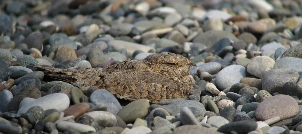 Egyptian Nightjar