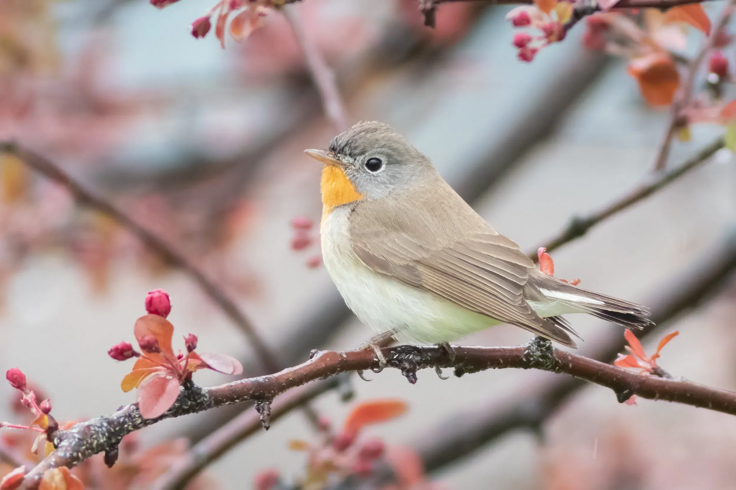 Red-breasted Flycatcher