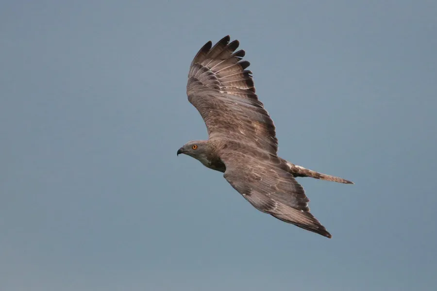 Honey Buzzard