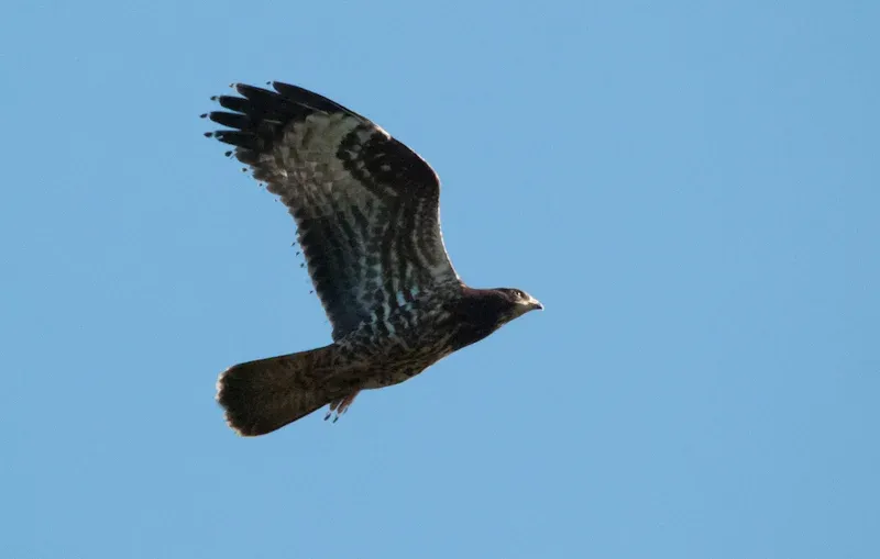 Juvenile Honey Buzzard showing fault bars, Batumi 2012