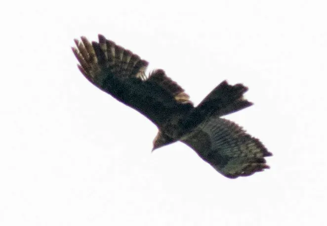 2cy Honey Buzzard, Batumi, 17th September 2017