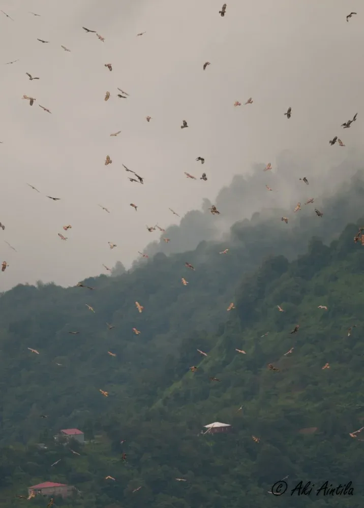 Massive migration of Honey Buzzards
