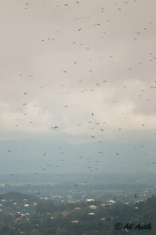 Massive migration of Honey Buzzards