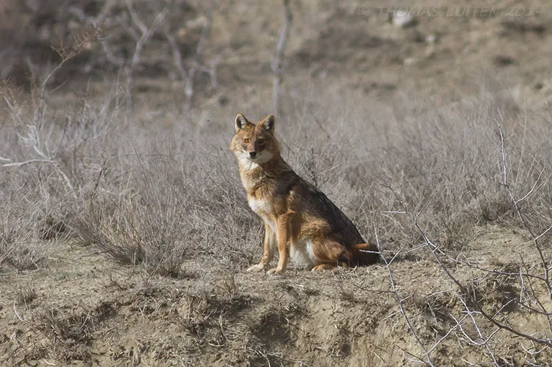 Golden Jackals are common in the area