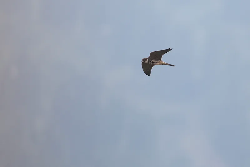 One of the many Hobbies - Falco subbuteo - sheering along the coastal counting station ´Makhinjauri´. These small falcons and sparrowhawks are often seen following large streams of migrating swallows and martins near the shoreline