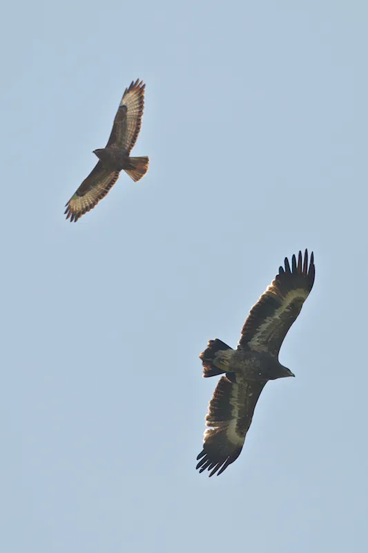 Steppe Eagle - Aquila nipalensis - with a Steppe Buzzard - Buteo buteo vulpinus
