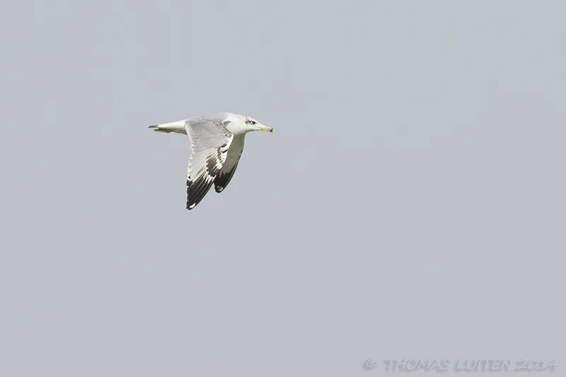 Pallas’ Gulls
