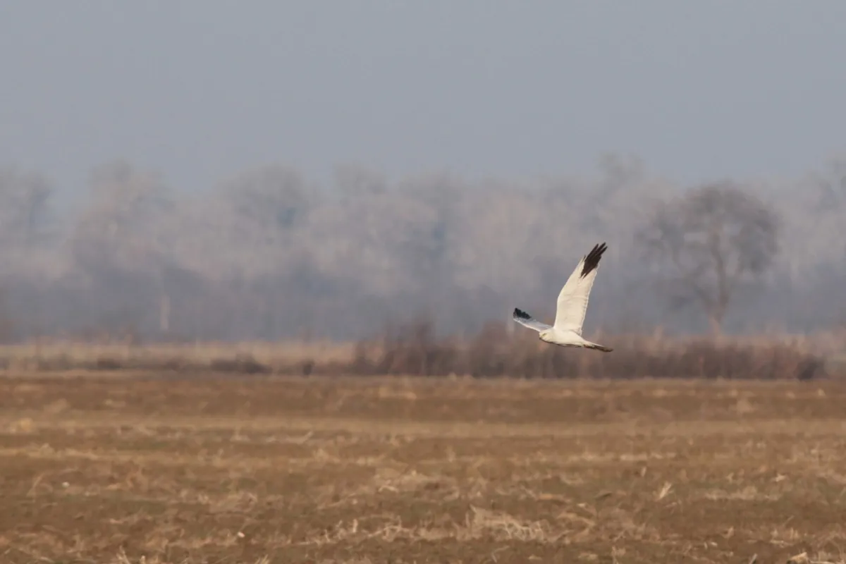 The only Pallid Harrier of the trip.