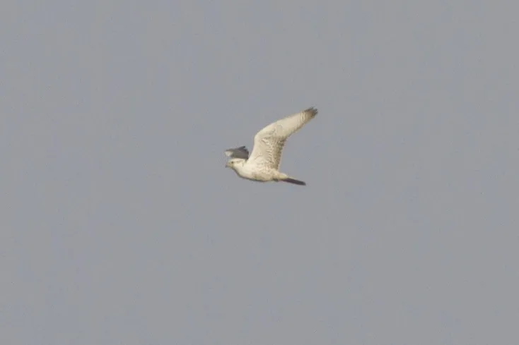 Record shot of one of the very Pale Saker Falcons