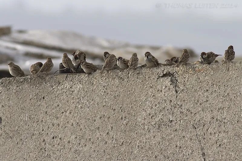 Mixed flock of Spanish and Tree Sparrows