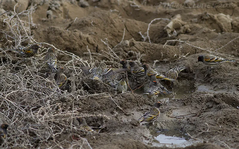 Red-fronted Serins