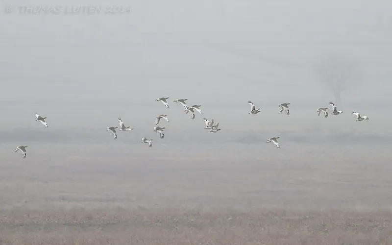 Small flocks of little bustards were present in the Alazani Valley