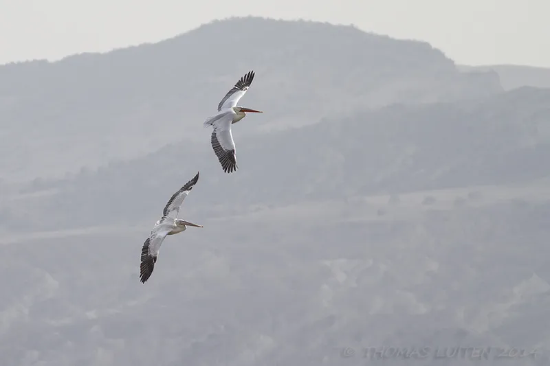Dalmatian Pelicans over the Dali reservoir