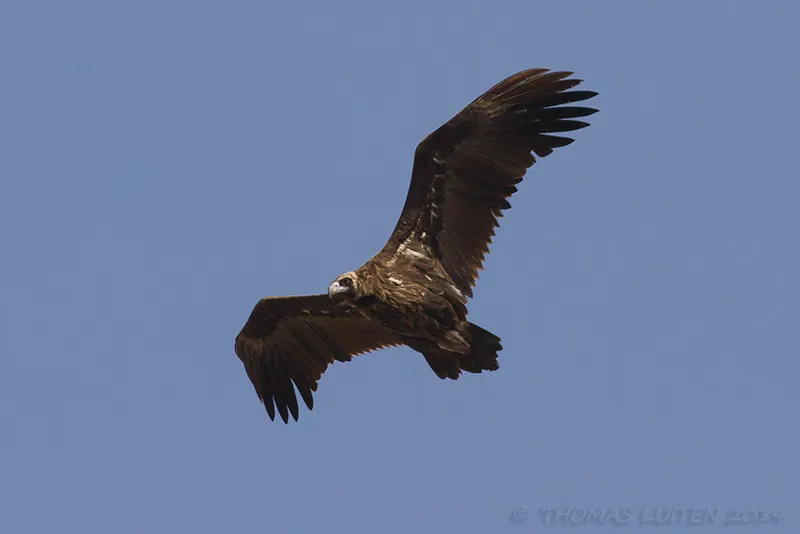 6 pairs of Black Vulture hung around this spot