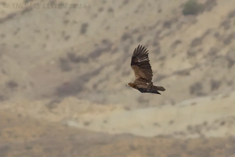 An adult Steppe Eagle passing by, an early migrant