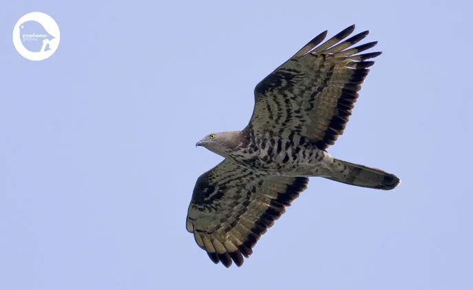 Record year for Honey Buzzards with over 650.000 individuals counted so far