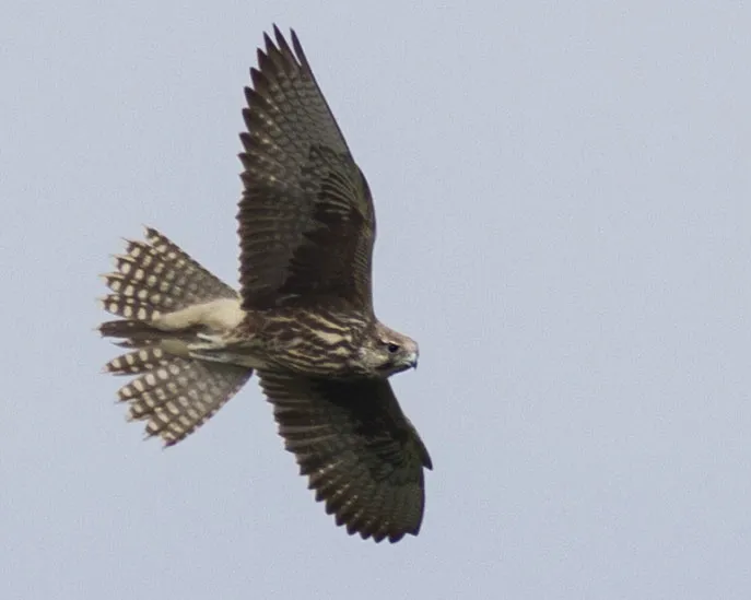 This beautiful juvenile Saker Falcon is one of the absolute highlights of the count. It shot by, circled once around Station 2 for all counters to enjoy it and then shot onwards south again