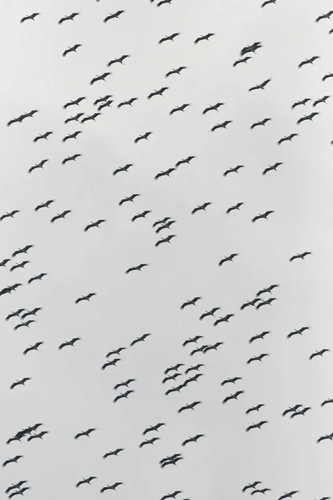 White Storks also had a record passage this year