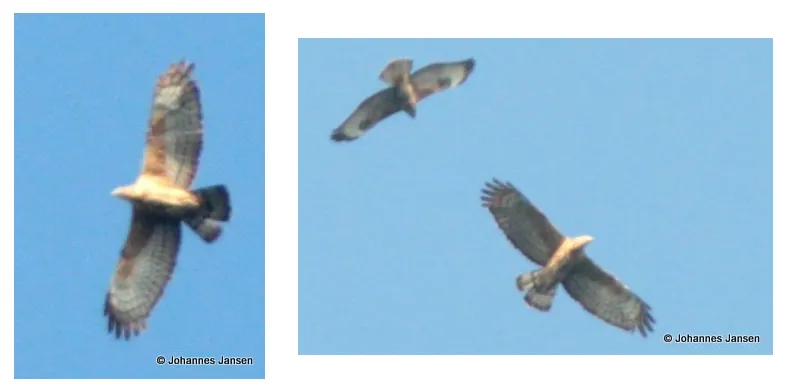An adult female Oriental Honey Buzzard - Pernis ptilorhynchus - Batumi Sept 9th 2010