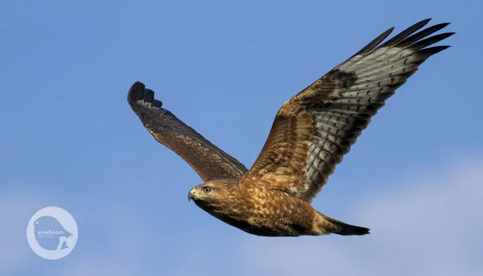 The second half of the season is coming, which means Steppe Buzzard mania