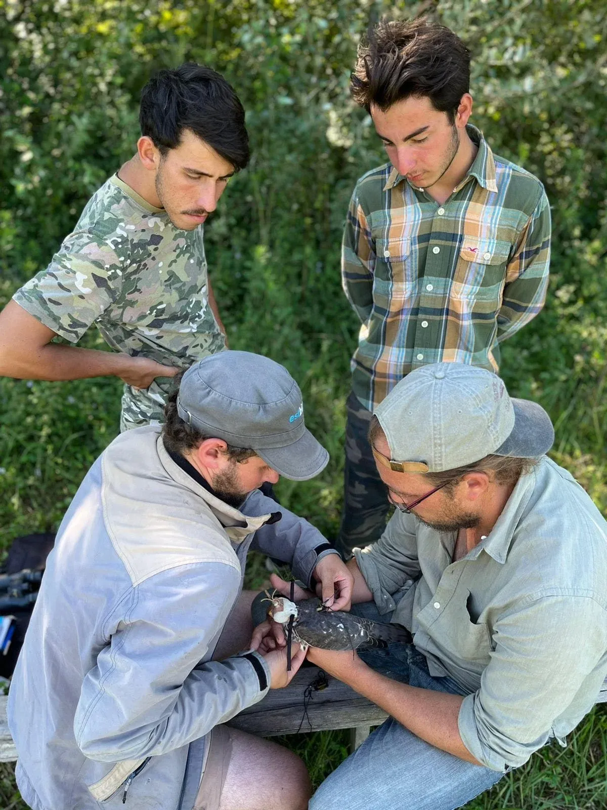 Deploying the tag on Levant Sparrowhawk ‘Dudu’