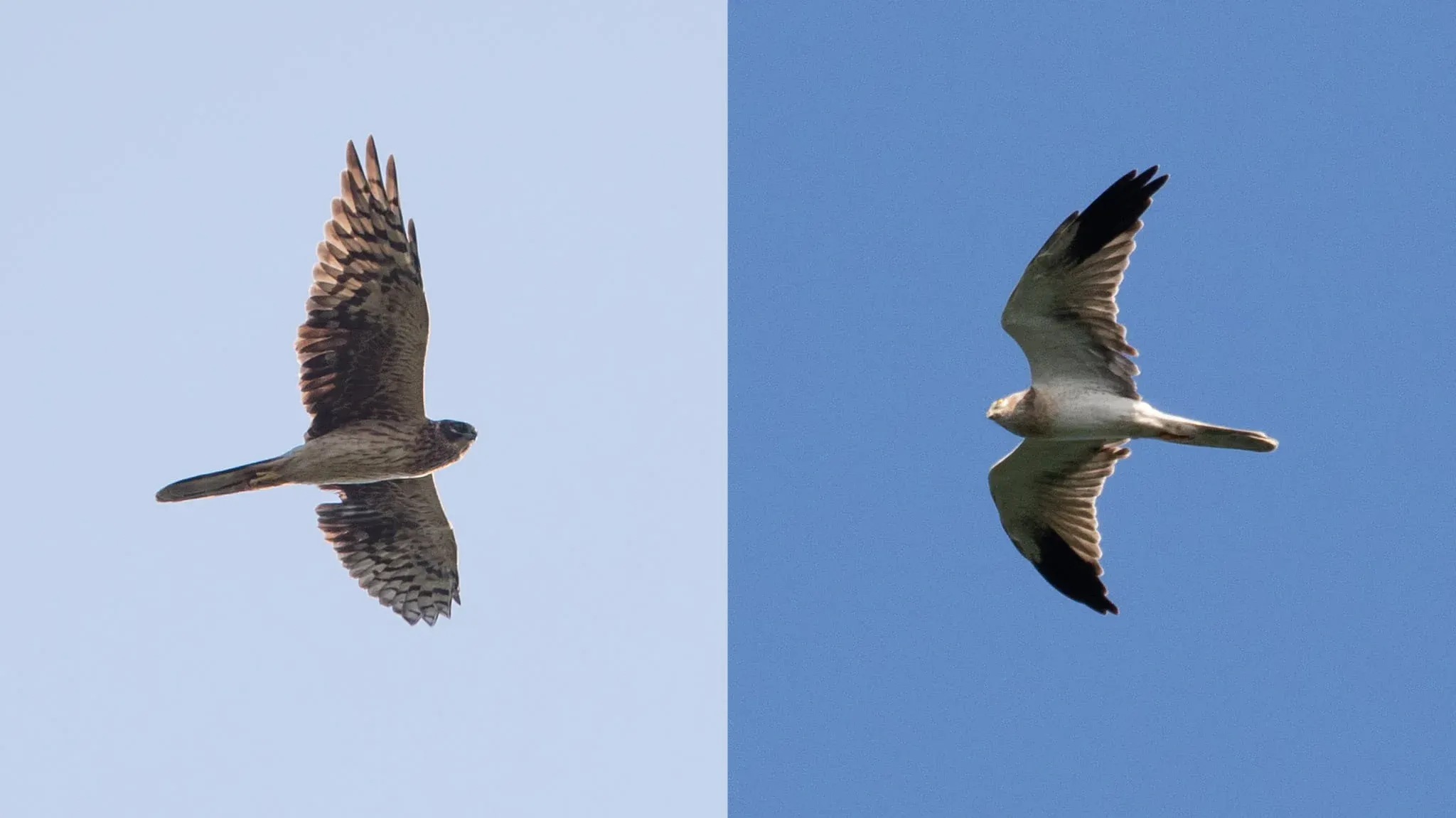 Immature Pallid female (left) and immature Pallid male (right). Photos by Frits Hoogeveen (left) and Bart Hoekstra (right).