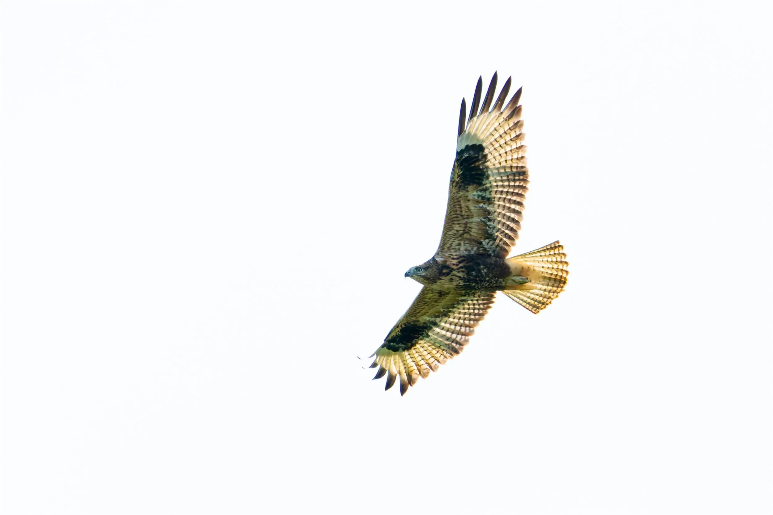 Tricky to identify, but luckily there were pictures: the first Long-legged Buzzard of the season
