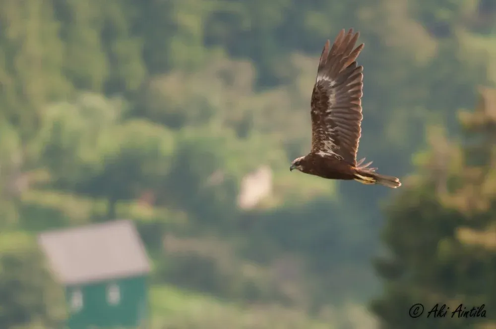 Marsh Harrier
