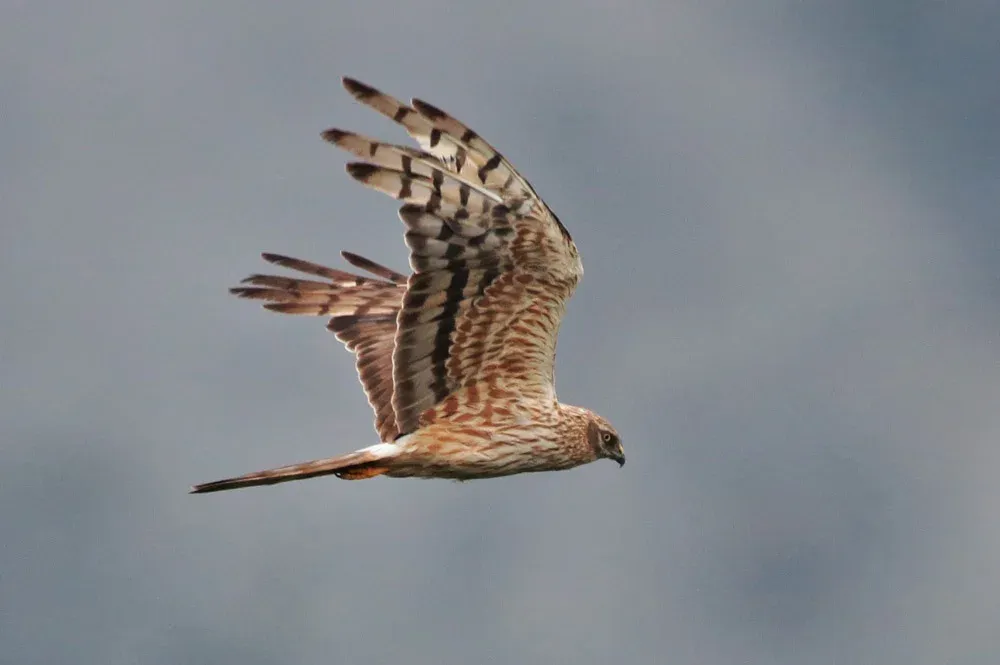 Montagu's Harrier
