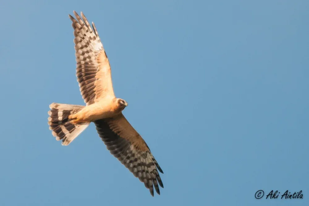 Pallid Harrier