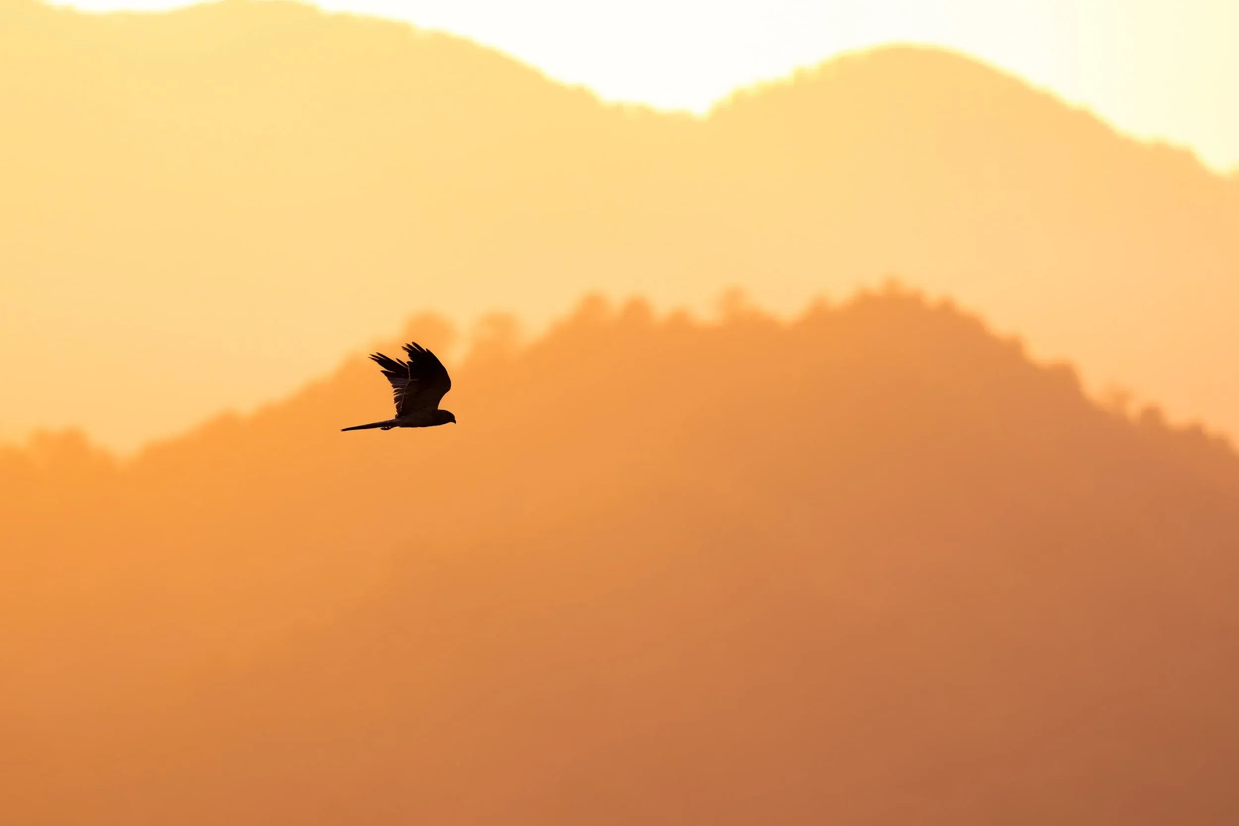 A backlit male Montagu's Harrier flies past Station 1 at sunrise